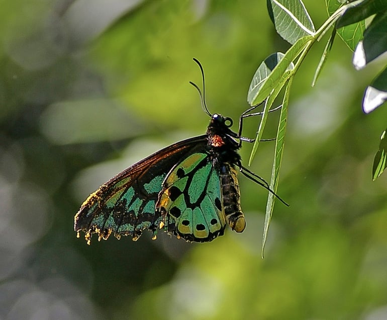 richmond-birdwing-butterfly-CC0