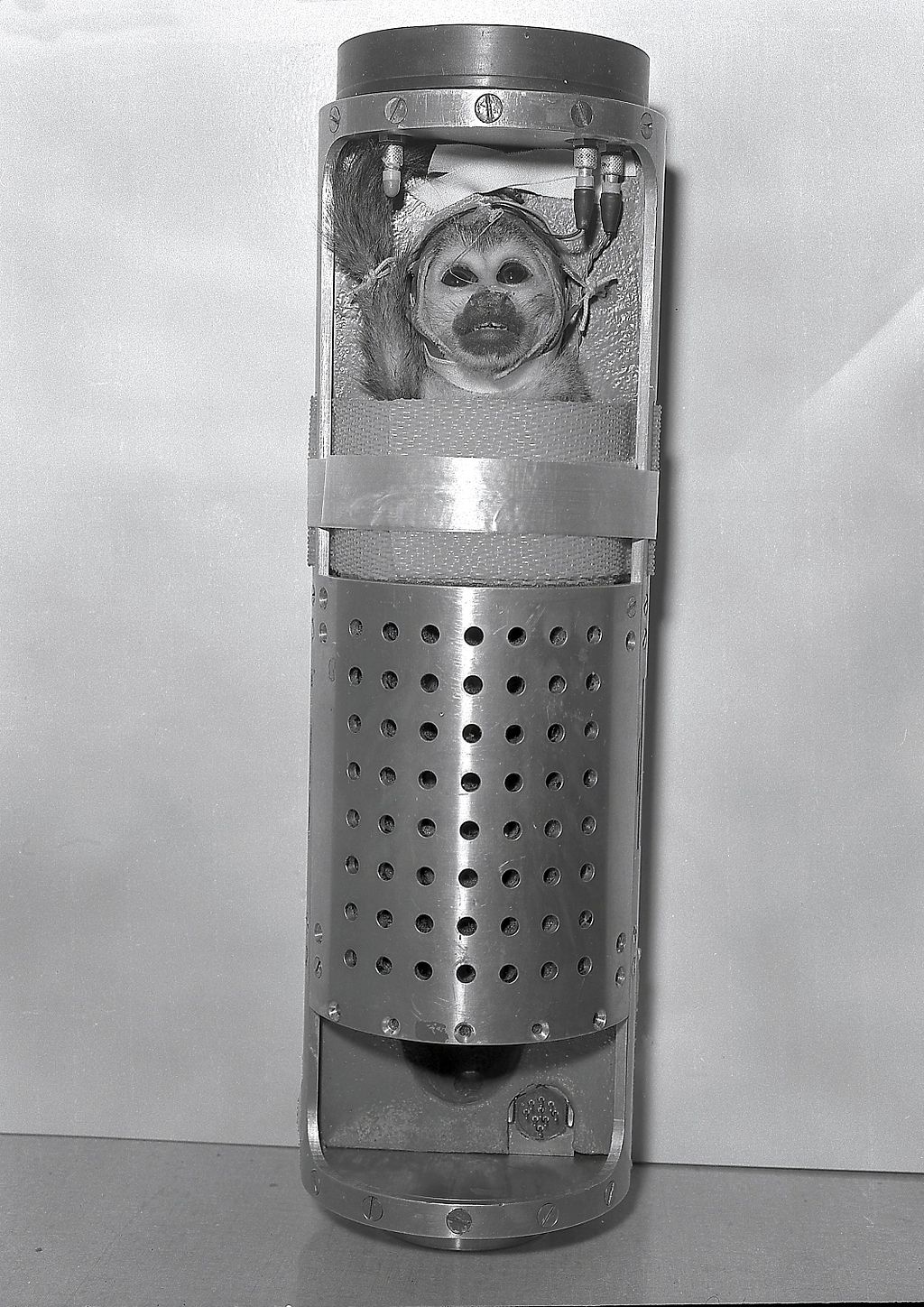 Animals aren't astronauts Baker the monkey was sent into space in the 1950s