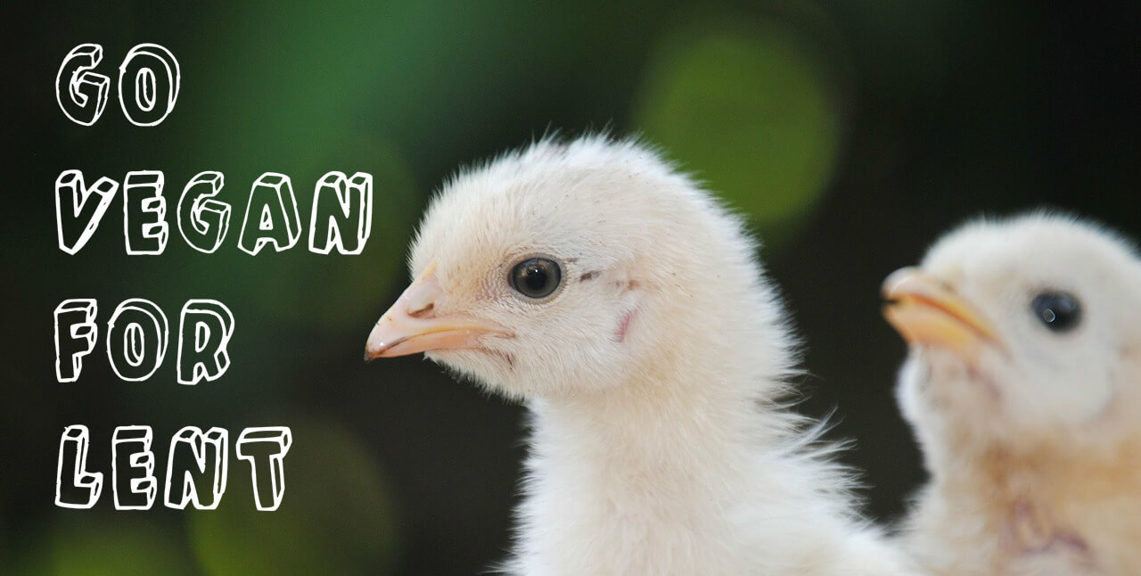 Take up kindness and give up meat Go vegan for Lent!