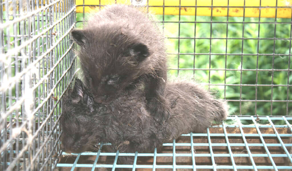 Oiekuetta-two-foxes-in-cage-on-fur-farm.jpg