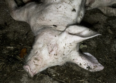 VIDEO: Dead Piglets Left to Rot on British Pig Factory Farms