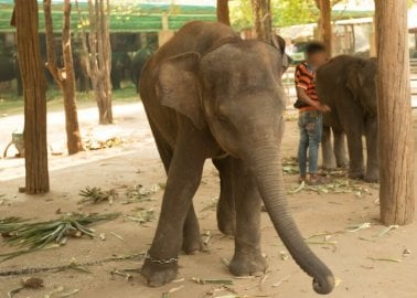 Travel Company Thomson Commits to Ending Elephant Treks