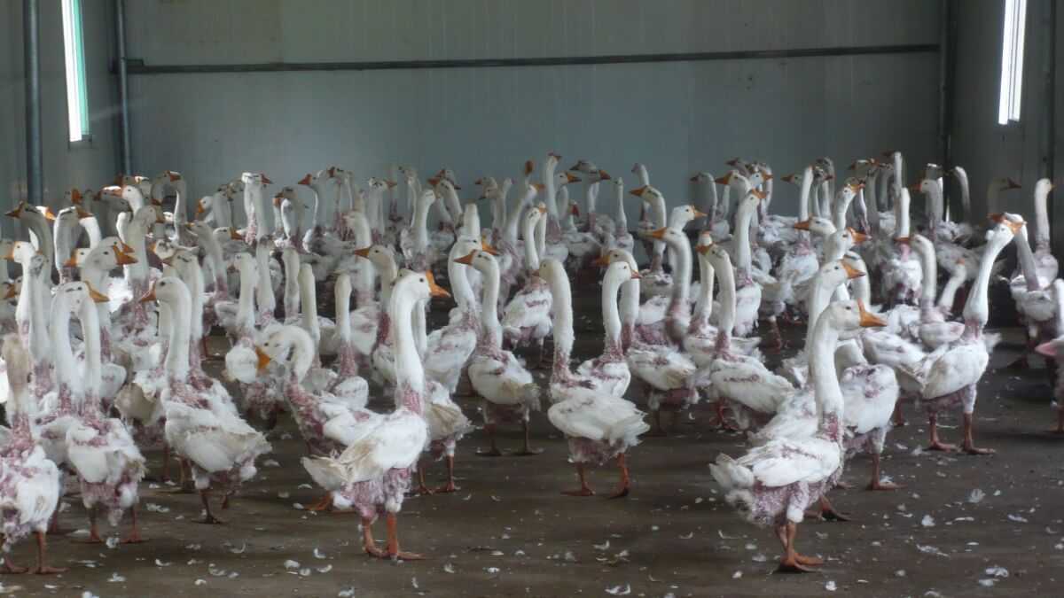 How do you buy geese?