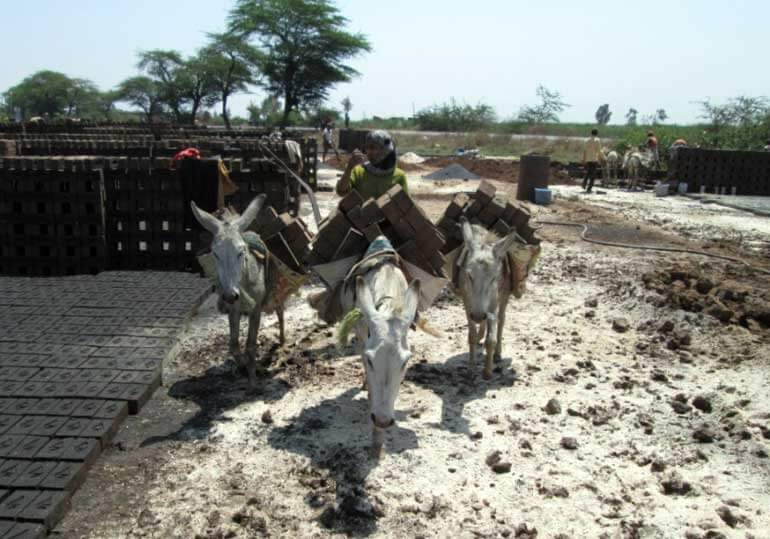 Animals in India - Donkeys at Brick Kiln