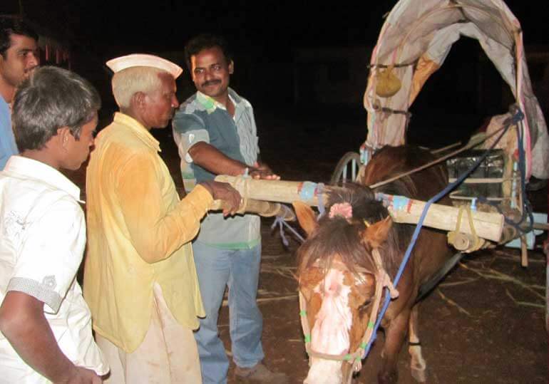 Dr. Yadav Helping Donkey