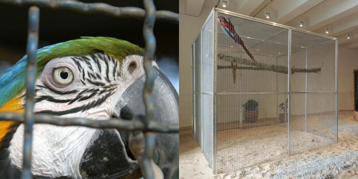 Speak out for parrots Making animals suffer is not