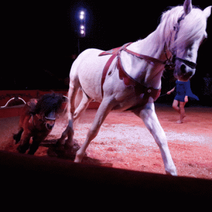 Ask the Welsh Assembly to Ban Wild-Animal Circuses and Mobile Zoos