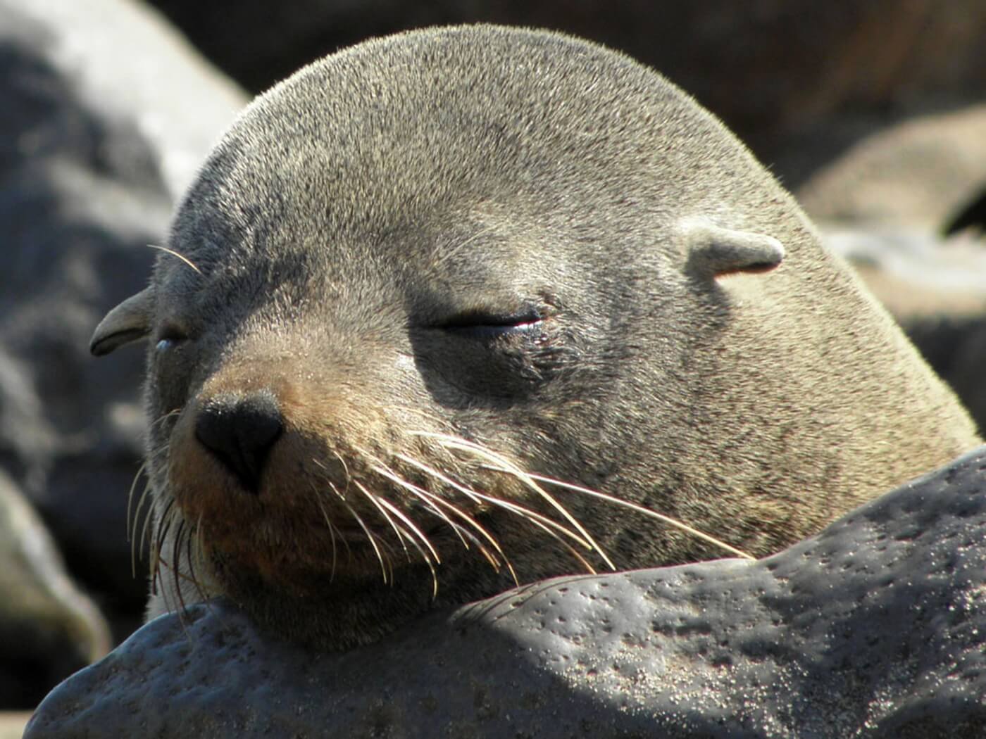 Seal sleeping
