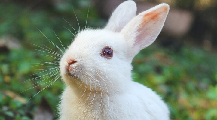 Call to Action Image