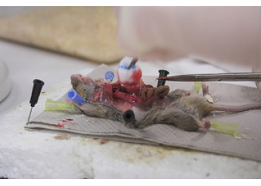 The Real Health And Safety Issue In Animal Dissection