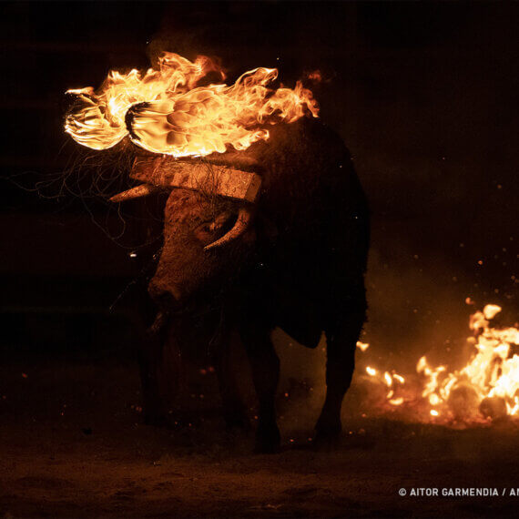 Help Stop the Sadistic ‘Fire Bull’ Festival in Soria