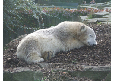 Knut, Dead at Age 4