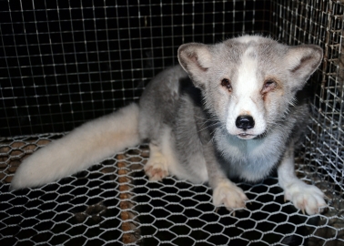 Finnish Fur Farms Not as Humane as Billed