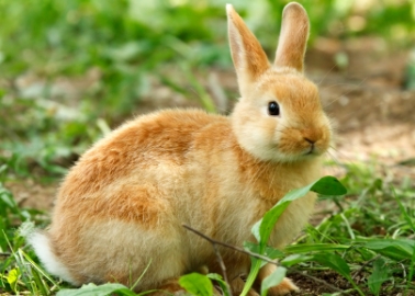 Nelson Mandela Has a Little Bunny in His Ear … and We’d Like to Adopt Her