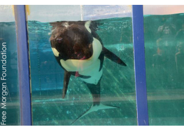 PETA US Sues SeaWorld for Violating Orcas’ Constitutional Rights