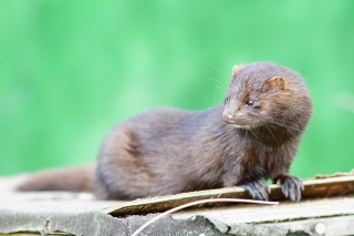 mink