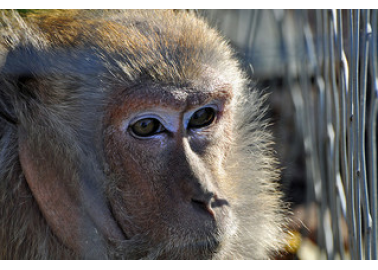 You Did It: Air France Cancels Live Monkey Transport for Animal Testing!