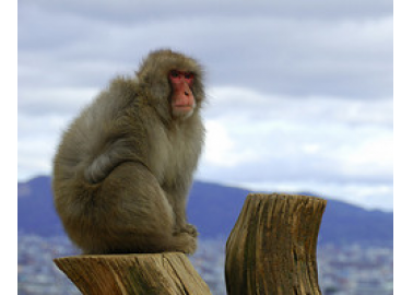 Two More Airlines Say ‘No’ to Primate Cruelty