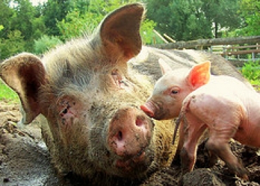 Mother’s Day Should Include Animal Mums