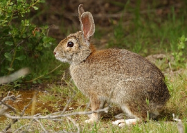 Choose Cruelty-Free Eggs From the Vegan Easter Bunny