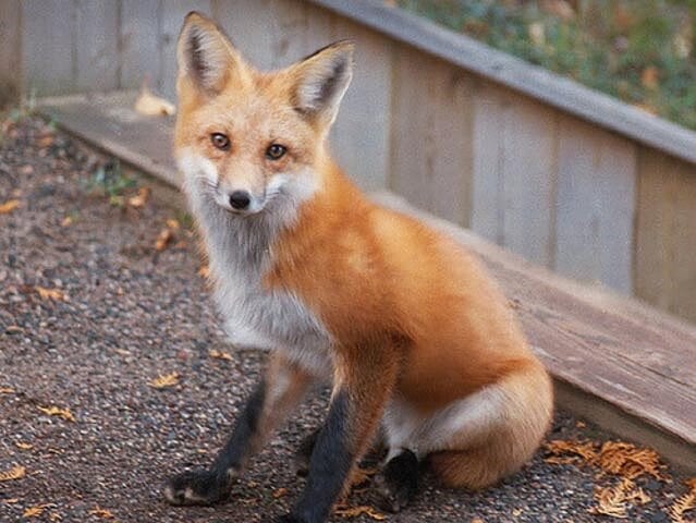 10 Fascinating Facts About Foxes With Photos