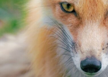 Leaked Footage Exposes Trail Hunting as ‘Smokescreen’ for Killing Foxes