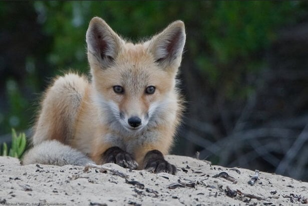 10 Fascinating Facts About Foxes (With Photos)
