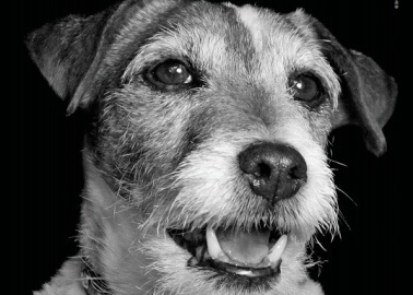 Uggie Wants You to Adopt, Never Buy