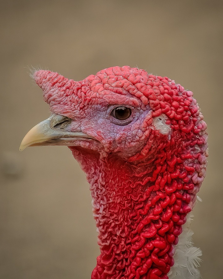 Turkey Portrait