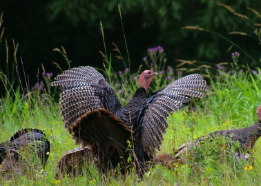 God Didn’t Create Turkeys so They’d End Up on Our Plates on Christmas