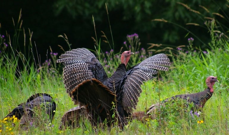 Wild turkeys