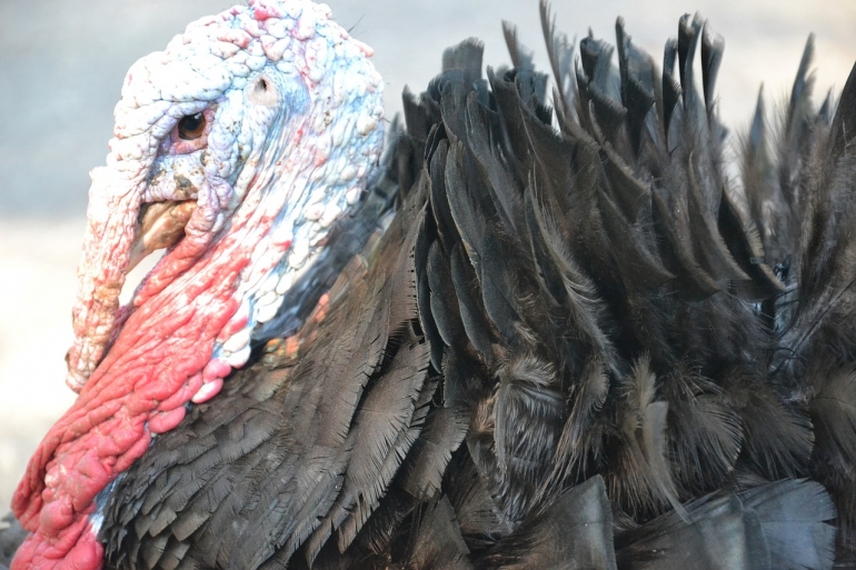 Turkey profile CC0