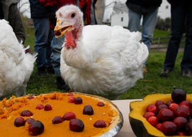 15 Tweetable Facts About Turkeys