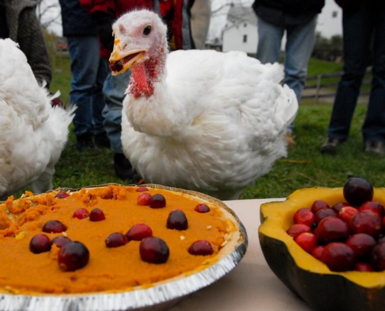 Turkey Eating Pie