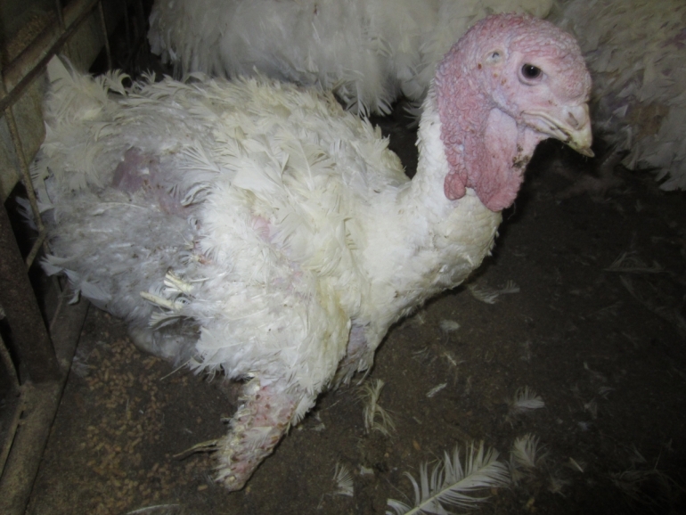 Sad abused Turkey