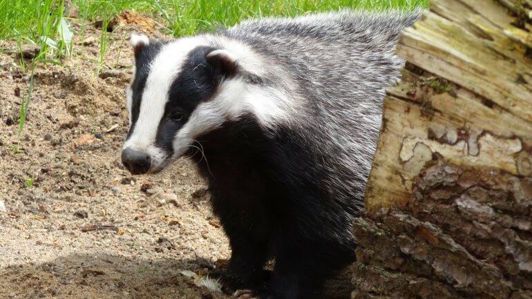 Badger and tree trunk