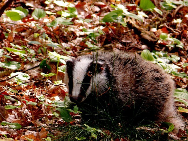 badger and leaves