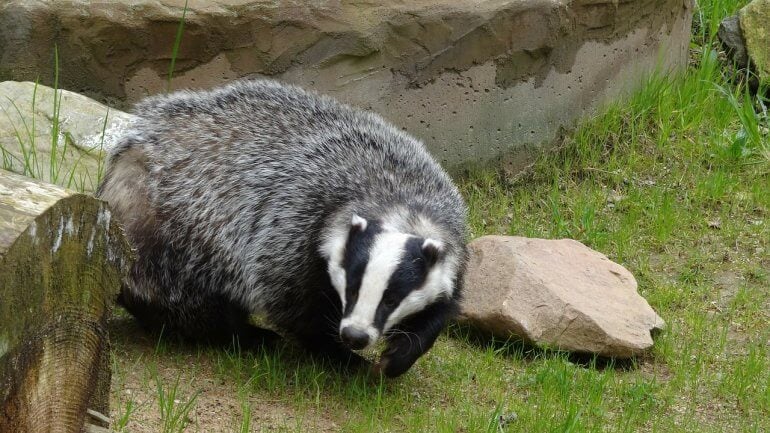 badger on grass