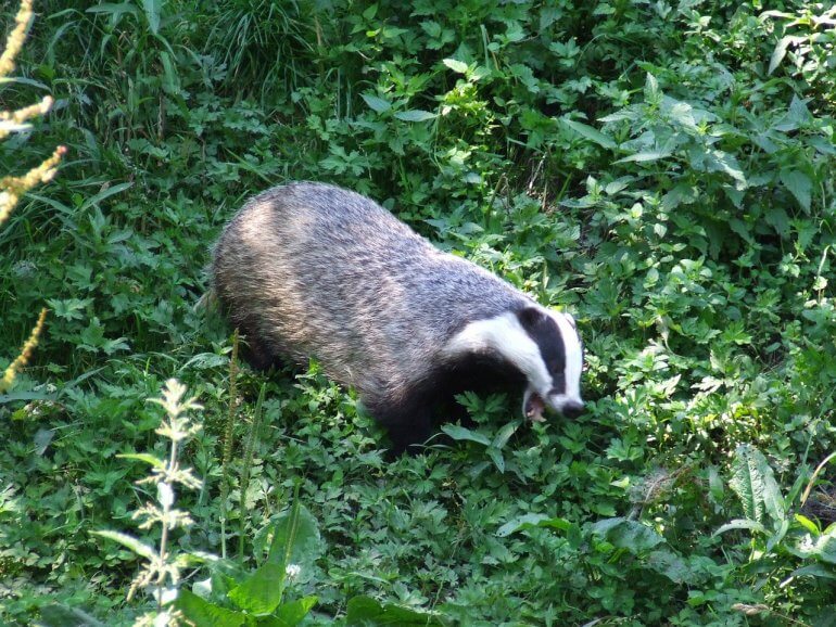 badger on green