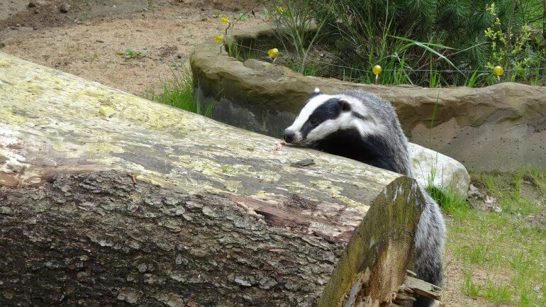 climbing badger