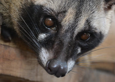 Civet Coffee – a Sip of Cruelty