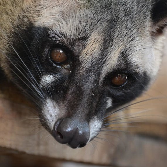 Tell Bacha Coffee to Cut the Crap and Drop Civet Cat Coffee
