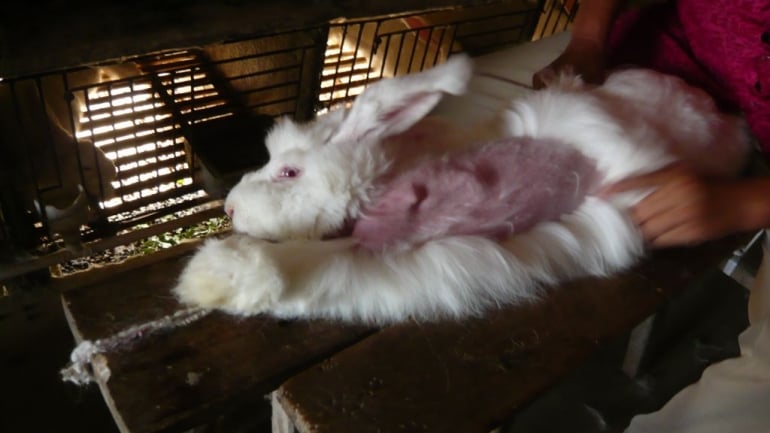 Angora rabbit fur plucking 21