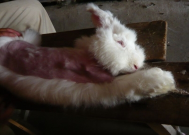 World’s Largest Clothing Retailer Helps Syrian Refugees and Angora Bunnies in One Compassionate Move!
