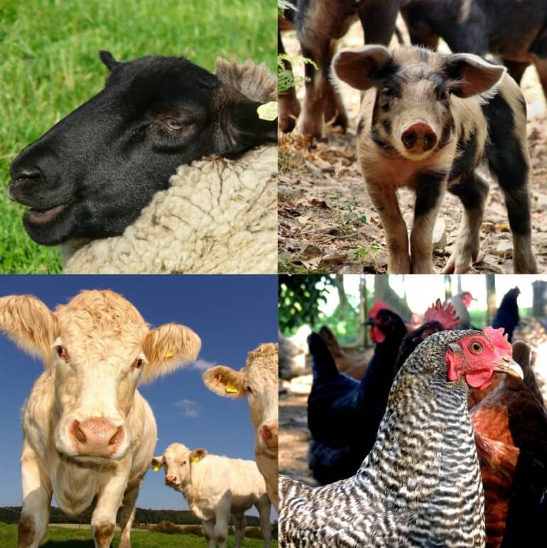 Farm Animals Collage No Border