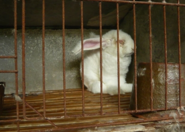 Become an Avenging Angel for Angora Bunnies With 4 Simple Steps