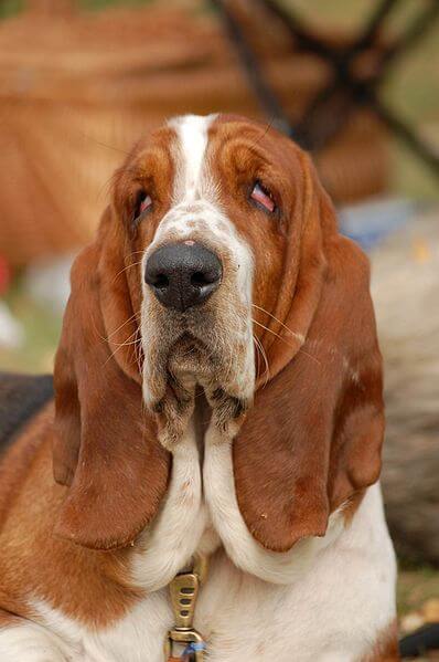 Basset Hound