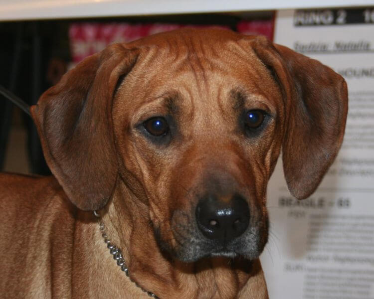 Rhodesian ridgeback