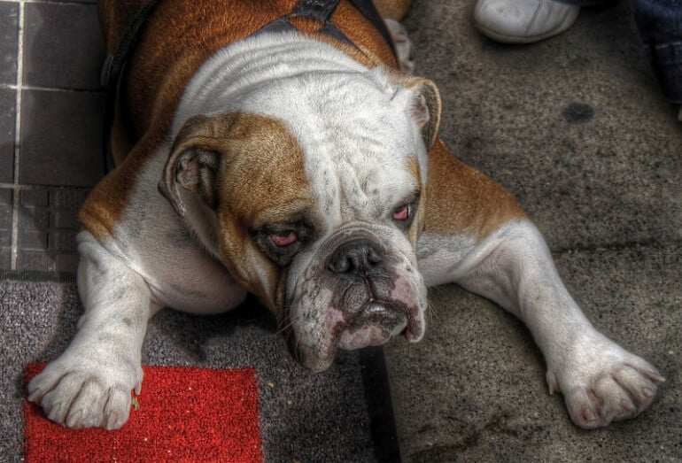 English Bulldog