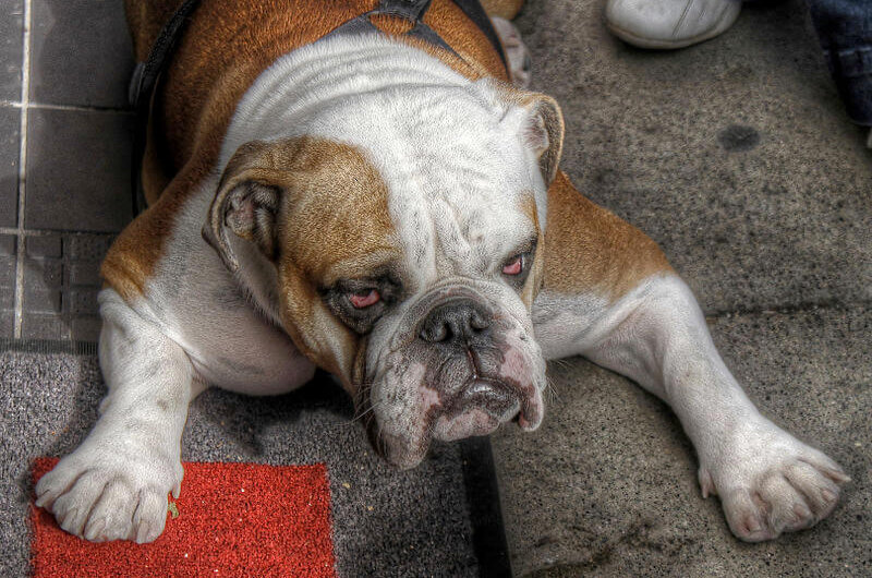 English Bulldog